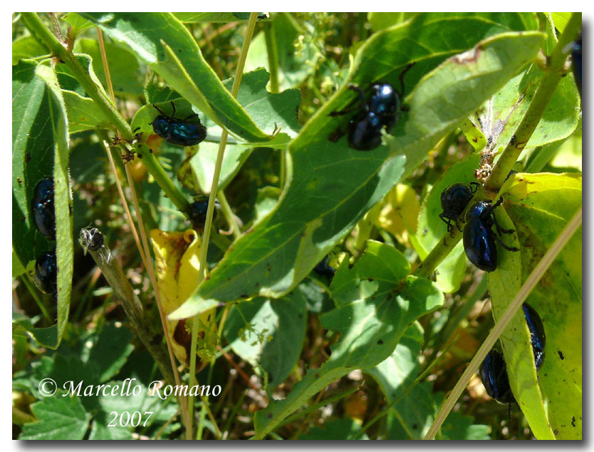 Eumolpus asclepiadeus (Chrysom) su Vincetoxicum hirundinaria